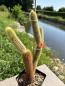 Preview: Hildewintera aureispina